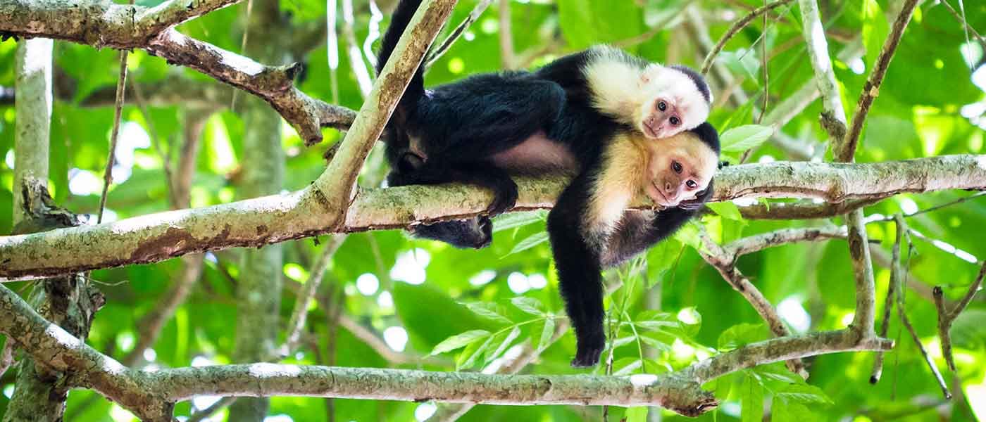 9 best things to do in Tortuguero