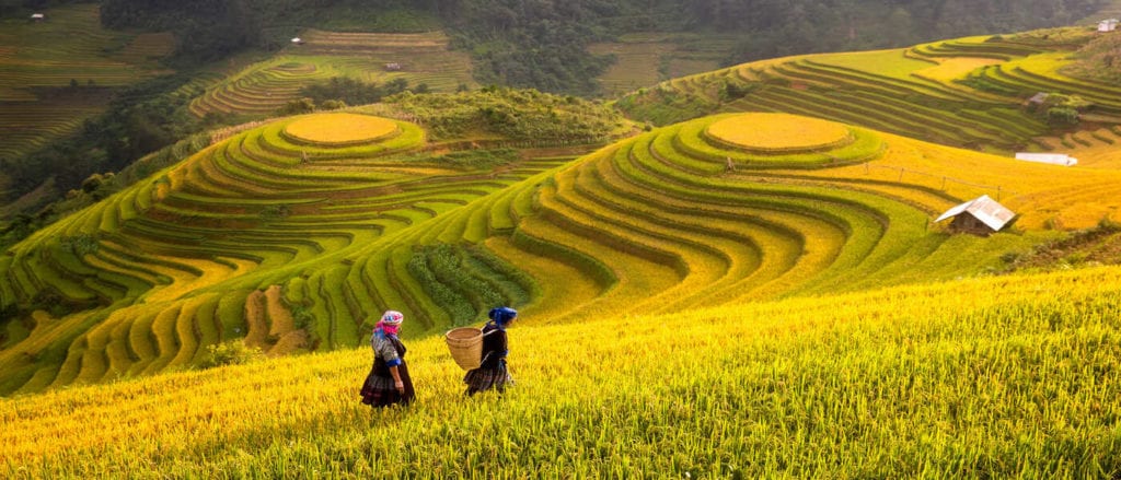 Rice field flowers gold