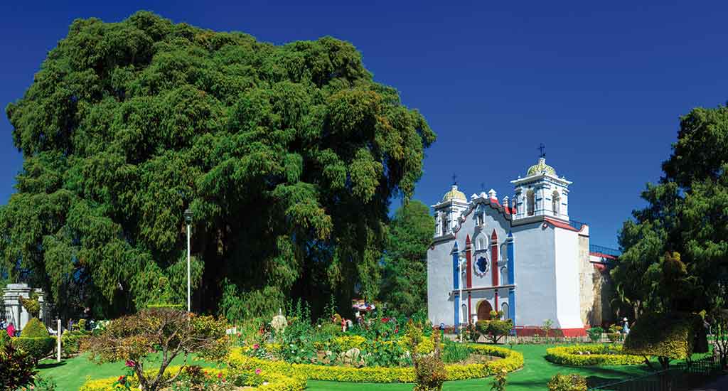 Oldest tree in Oaxaca City Mexico