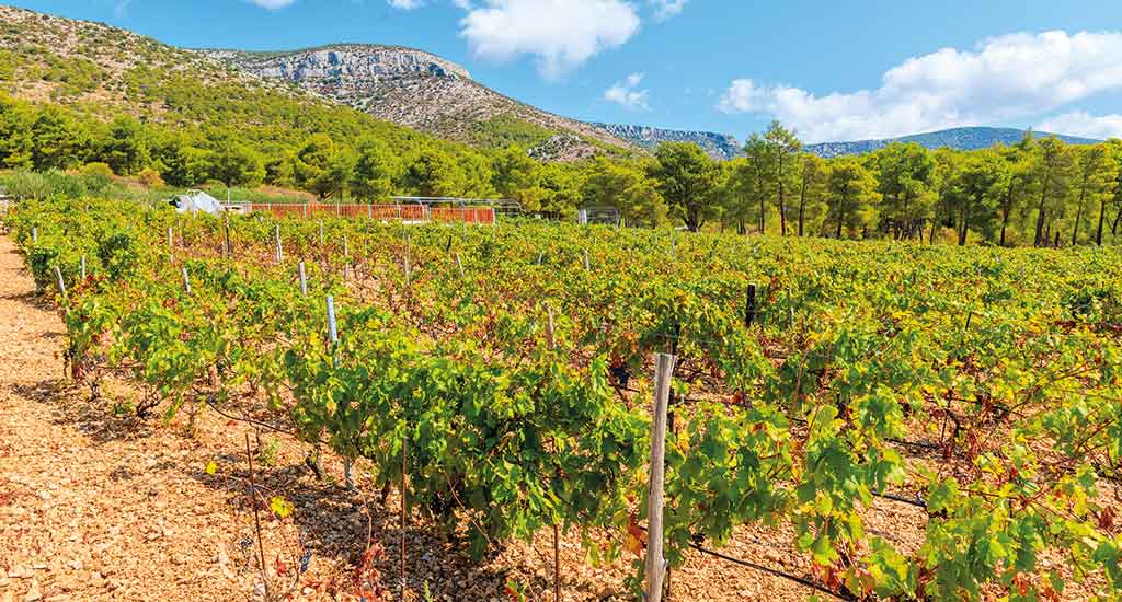 Vineyard in Brac