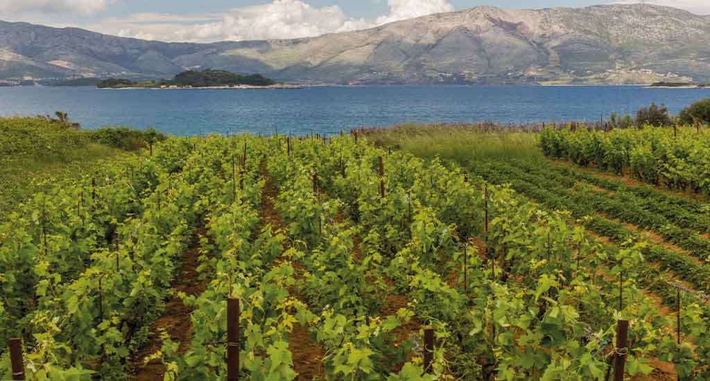 Vineyards near Lumbarda