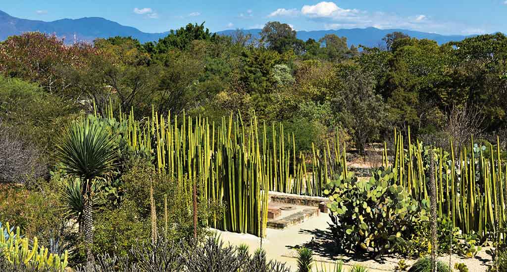 Jardín Etnobotánico de Oaxaca Mexico