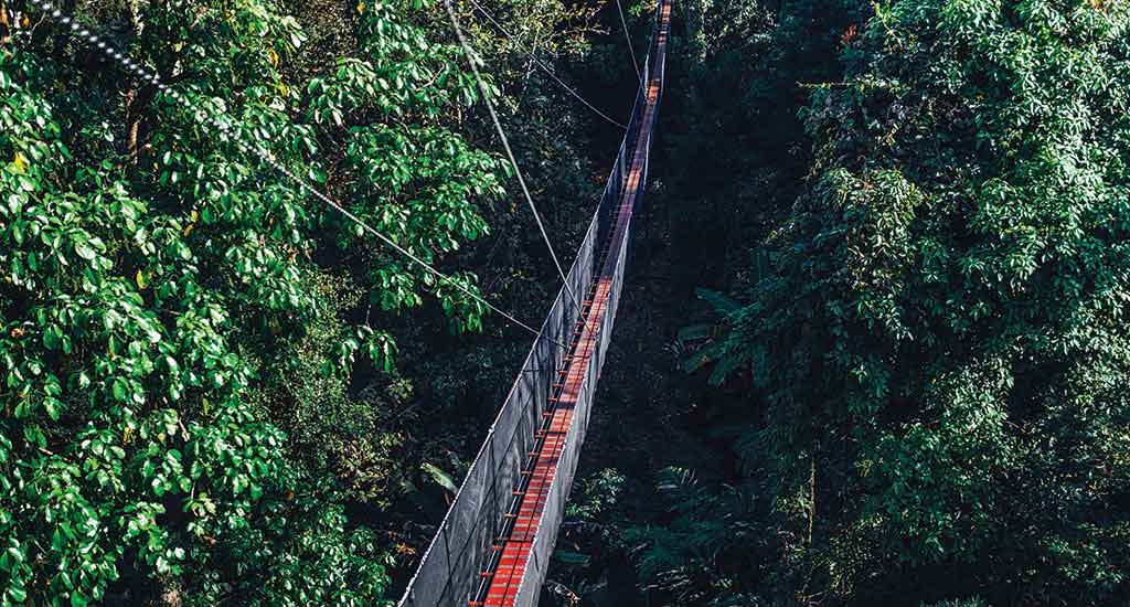 Doitung tree top walk in Chiang Rai