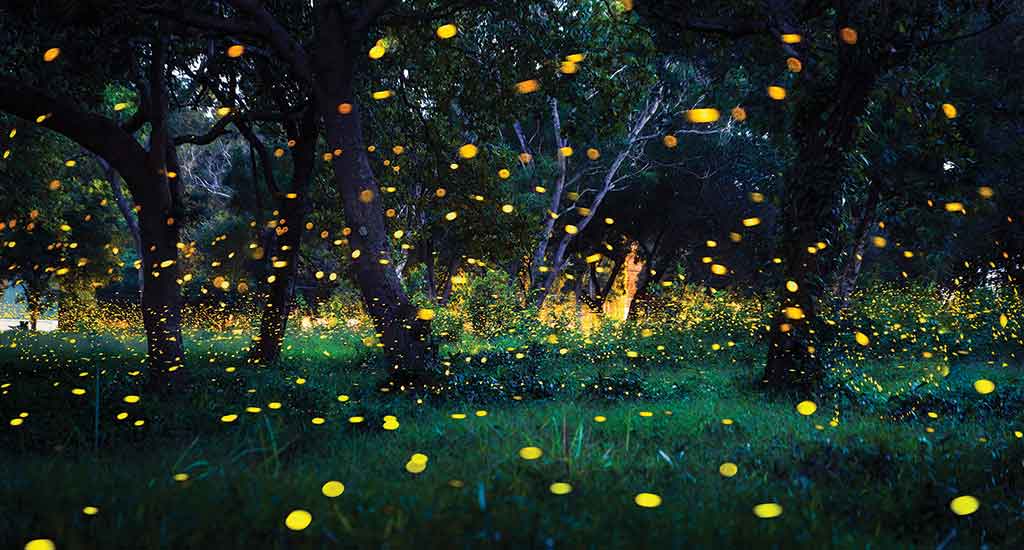 Fireflies in Koh Chang, Thailand