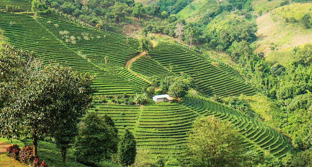 Doi Mae Salong Tea plantation in mountain, Chiang Rai