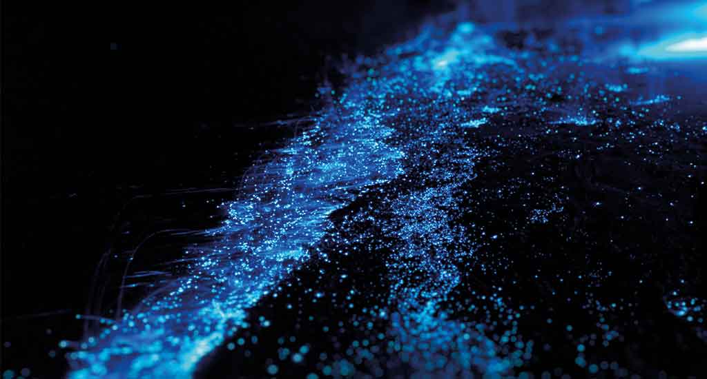 Bioluminescence