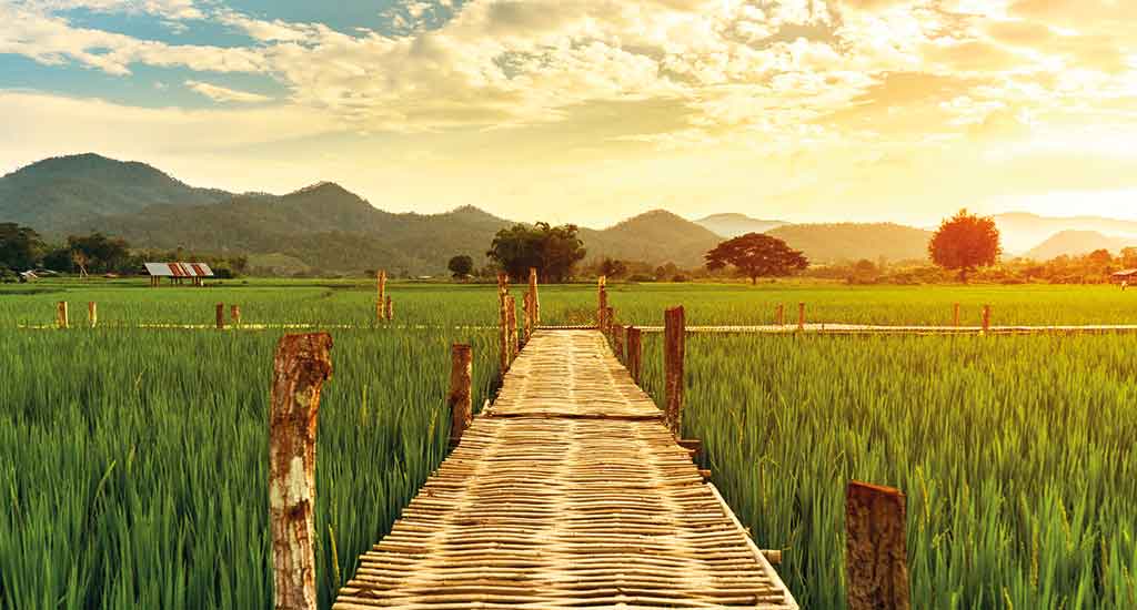 Bamboo Bridge in rice paddies, Pai