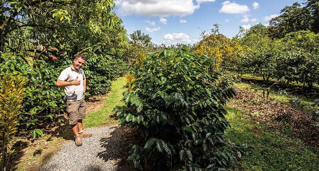 Coffee plantation in La Fortuna Costa Rica