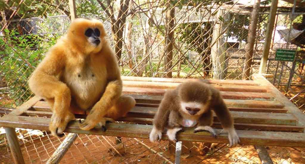 Gibbons at Highlands Farm sanctuary