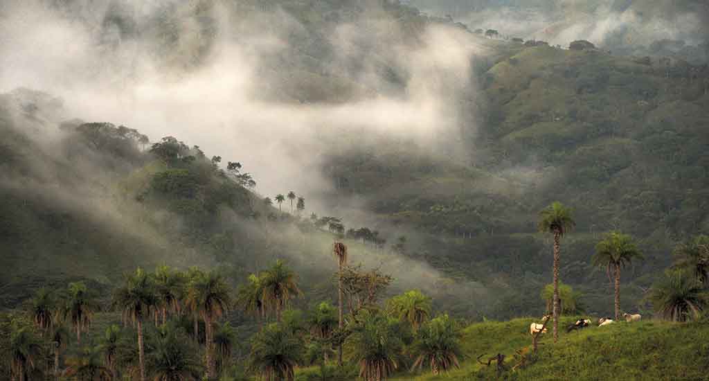 Cloud Forest Monteverde Costa Rica
