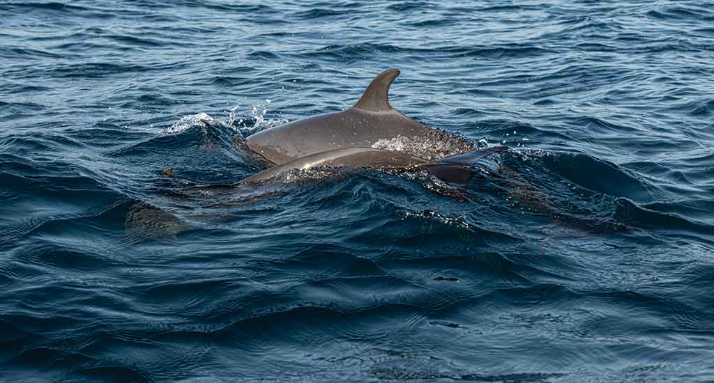 Dolphins in Puerto Escondido Mexico