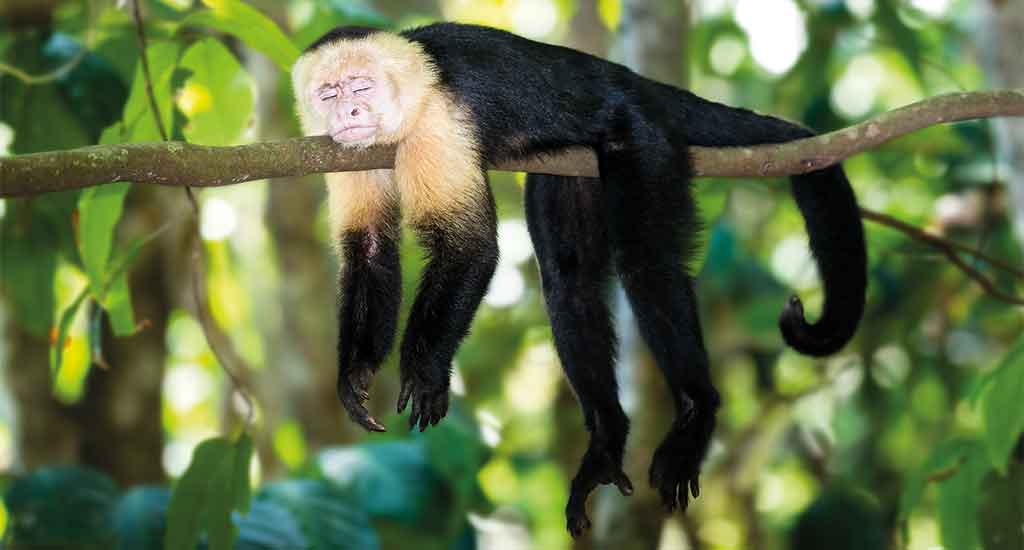 Monkey in the jungle in Puerto Viejo Costa Rica
