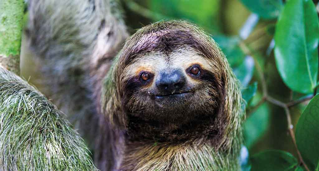 Sloths in national parks in costa rica

