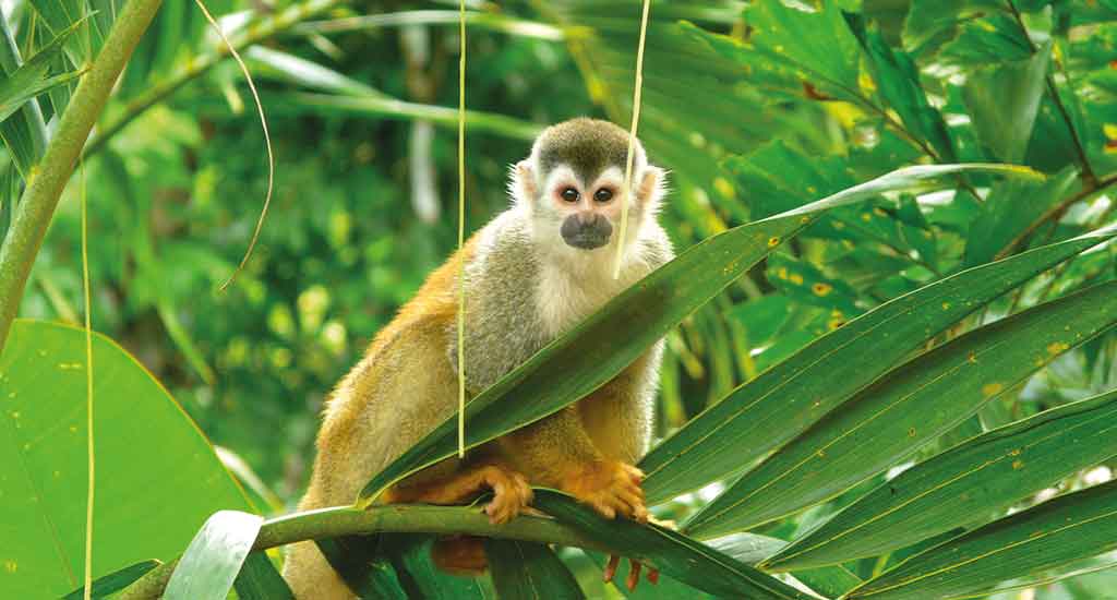 Squirrel Monkey in Manuel Antonio Costa Rica