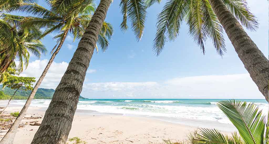 Palm trees in Playa Santa Teresa Costa Rica
