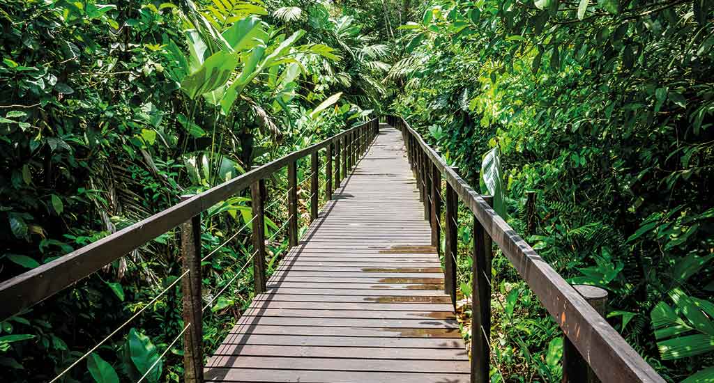 Wooden pathway in Puerto Viejo Costa Rica