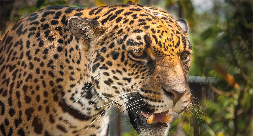 Jaguar in Corcovado National Park Costa Rica