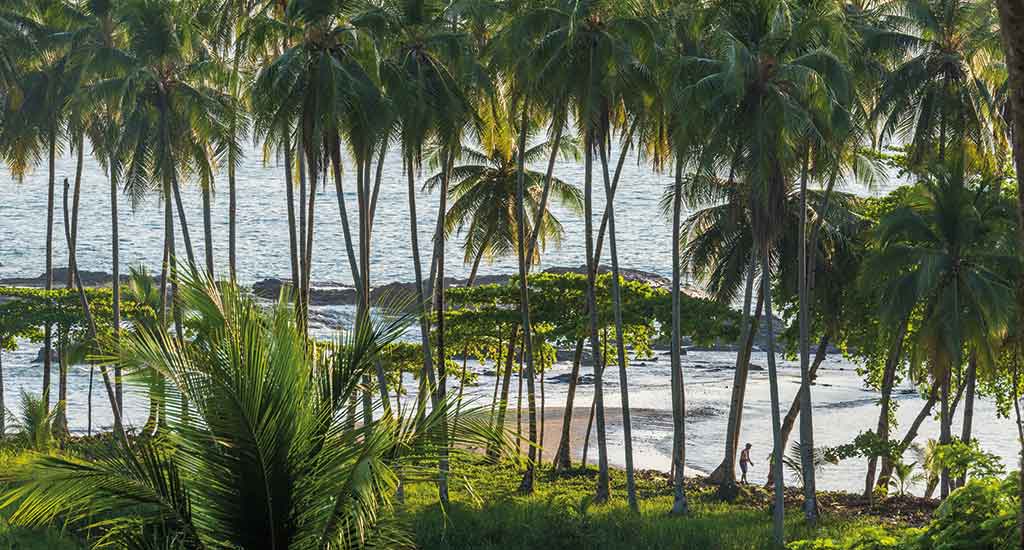 Tall trees in Playa Hermosa Costa Rica