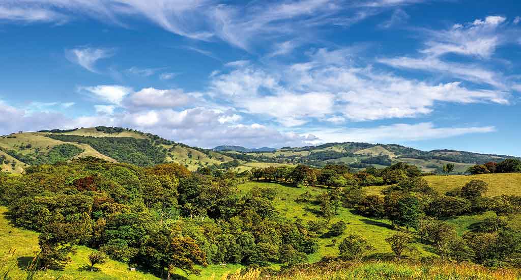 Coffee plantation in Monteverde Costa Rica