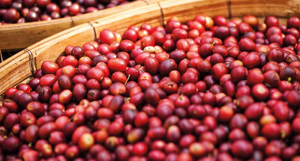 Coffee cherries in Monteverde Costa Rica