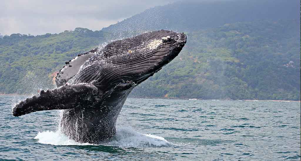 Humpback whale in Manuel Antonio Costa Rica