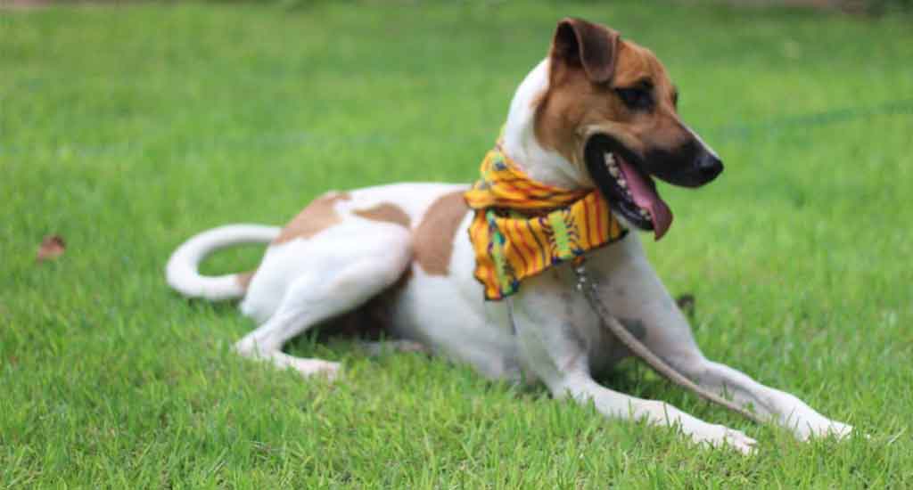 Refugio Animal in Holbox Mexico