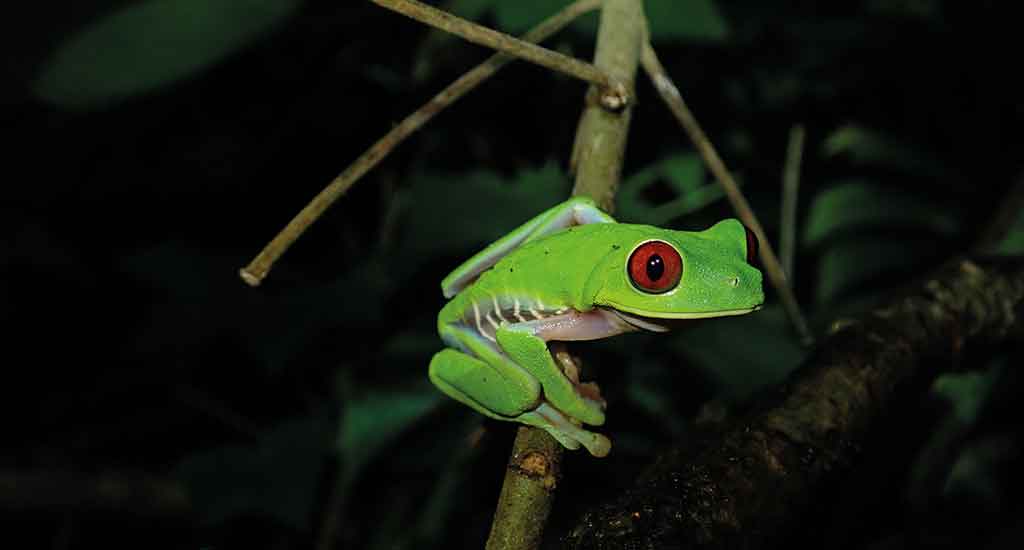 Tree frog in Corcovado National Park Costa Rica