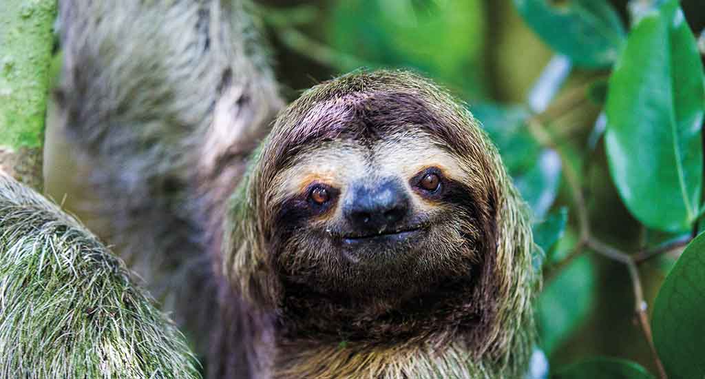 Sloth in Manuel Antonio Costa Rica