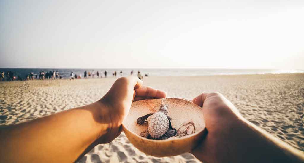 Baby Turtle in Puerto Escondido Mexico