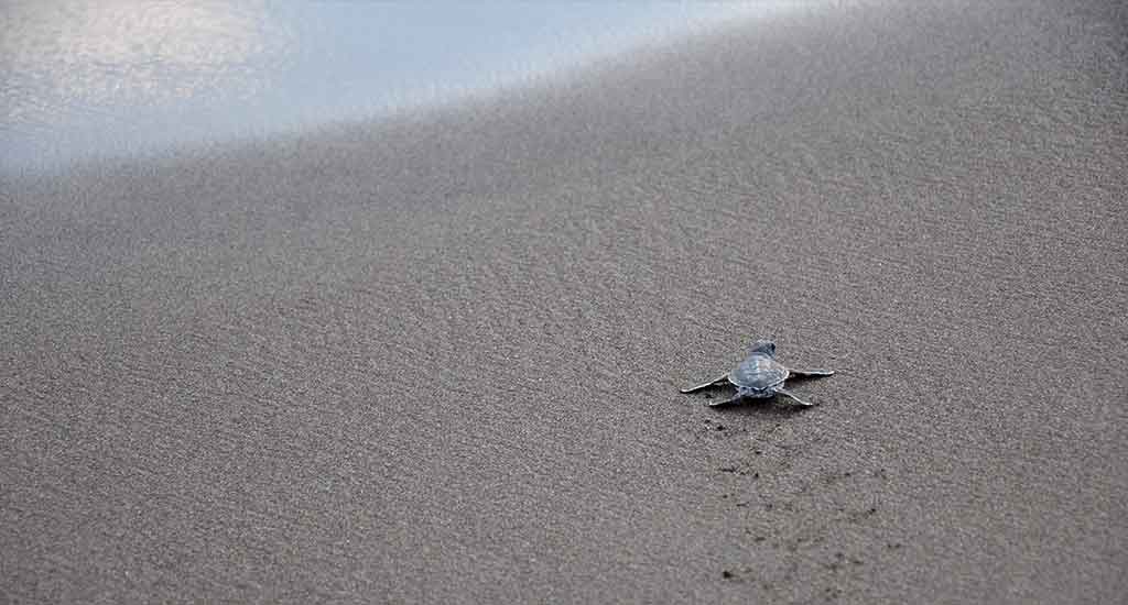Baby turtle in Tortuguero Costa Rica