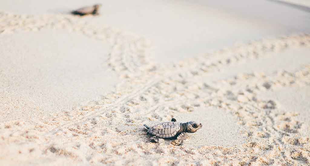Baby turtle in Puerto Escondido Mexico
