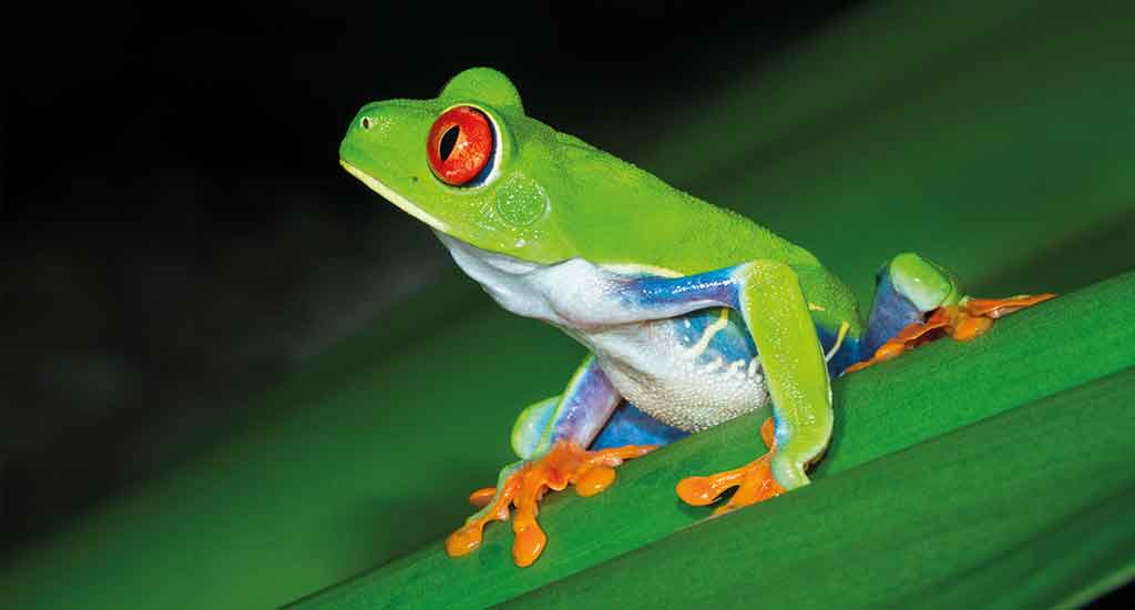 Frog in Tortuguero Costa Rica