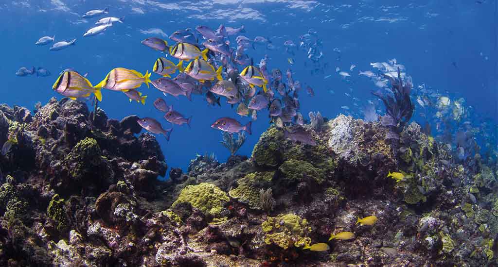 Fishes in Cancun Mexico