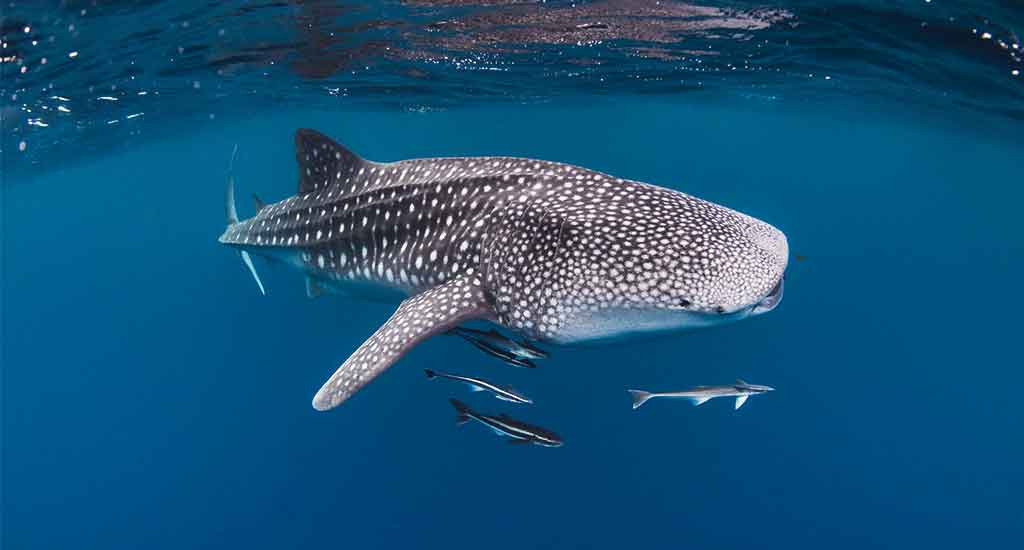 Whale shark in Holbox Mexico