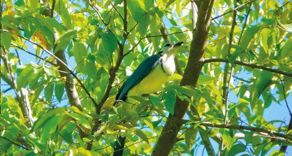 Bird in Puntarenas Costa Rica
