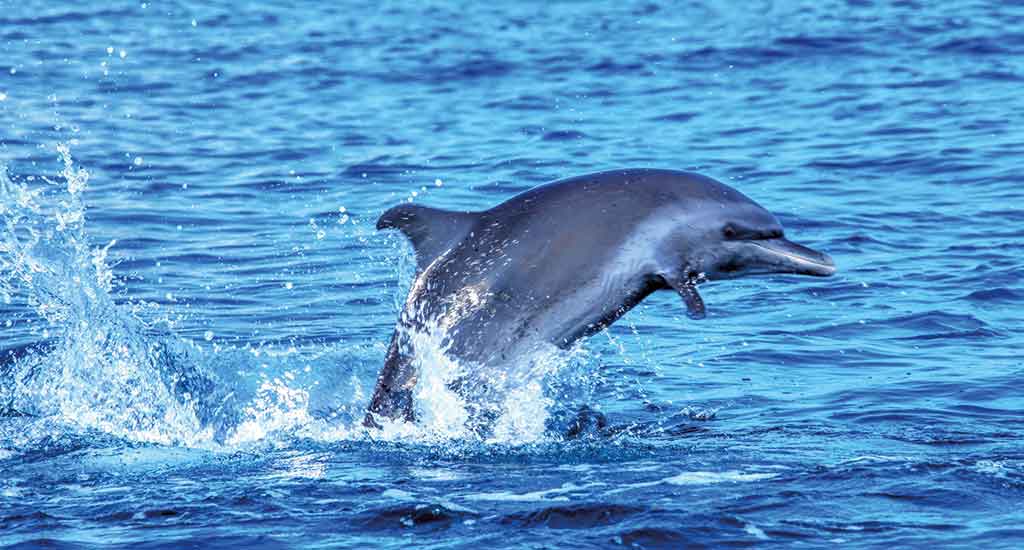 Bottlenose dolphin in Corcovado in Costa Rica