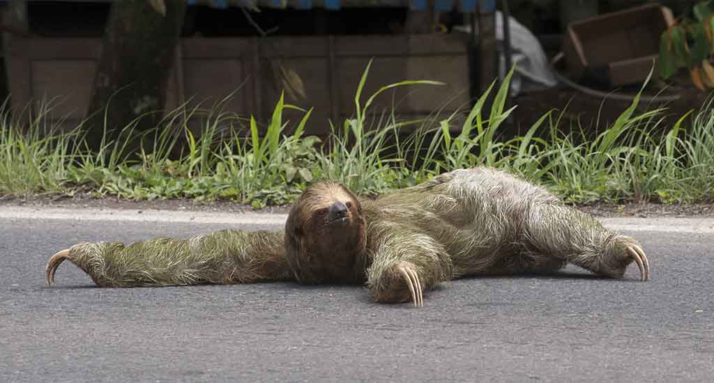 Sloth in Costa Rica