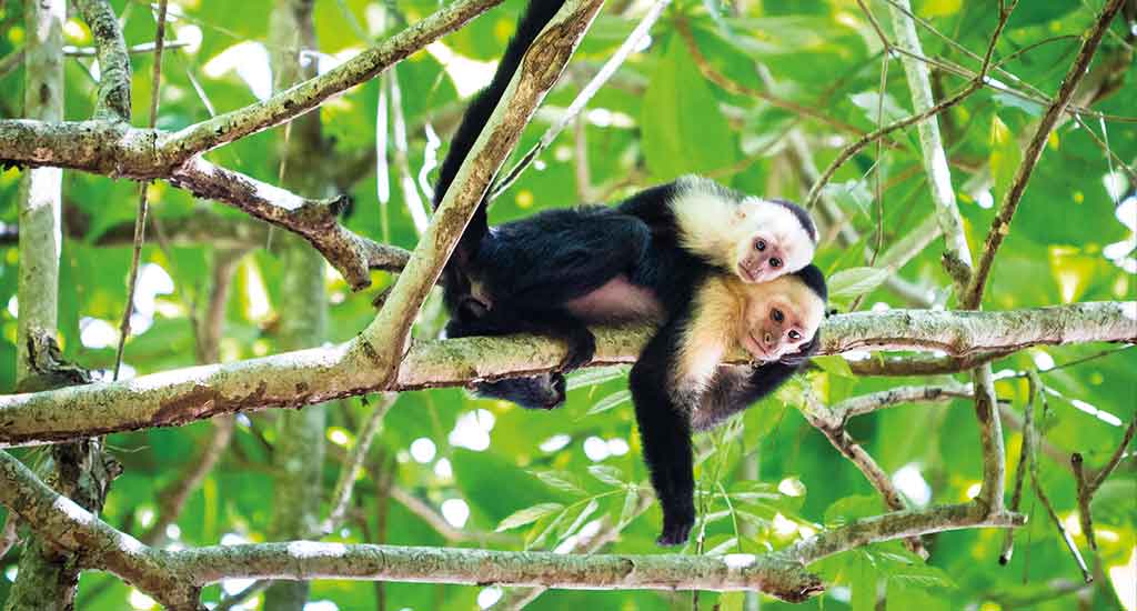 Monkeys in Tortuguero Costa Rica
