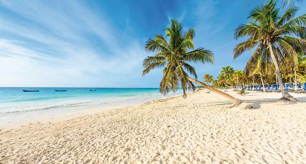 Palm tree on Playa Paraiso Beach in Tulum