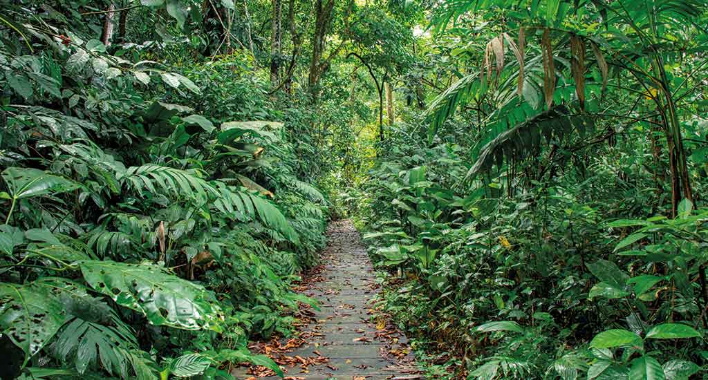 Tortuguero Hill Costa Rica