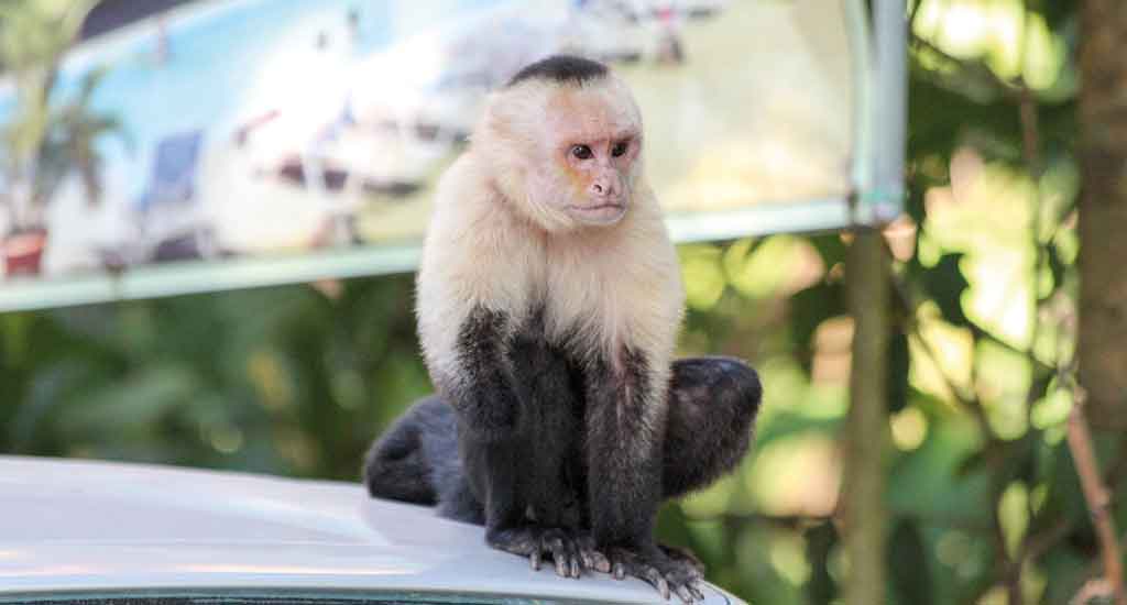 monkey above the car in Manuel Antonio Costa Rica
