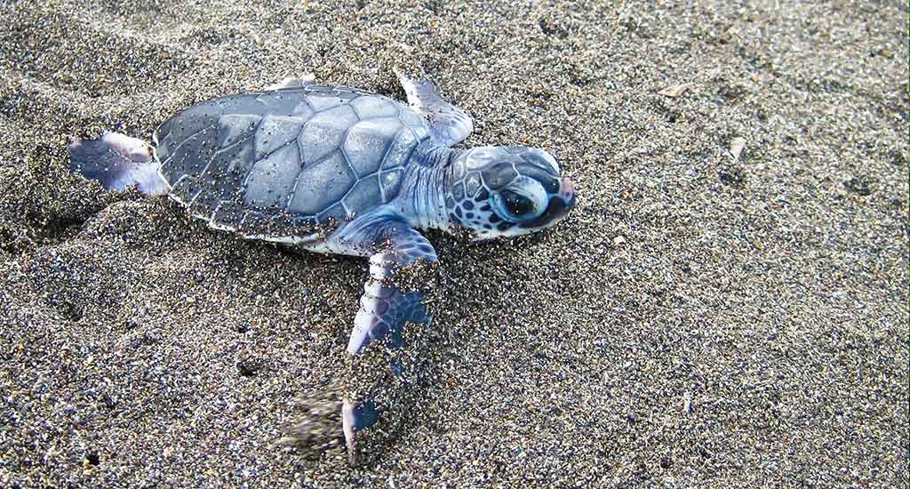 Baby sea green turtle in Tortuguero Costa Rica
