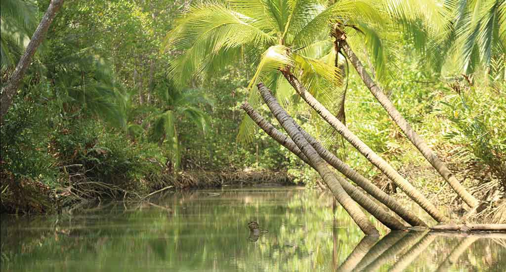 Mangroves in Costa Rica