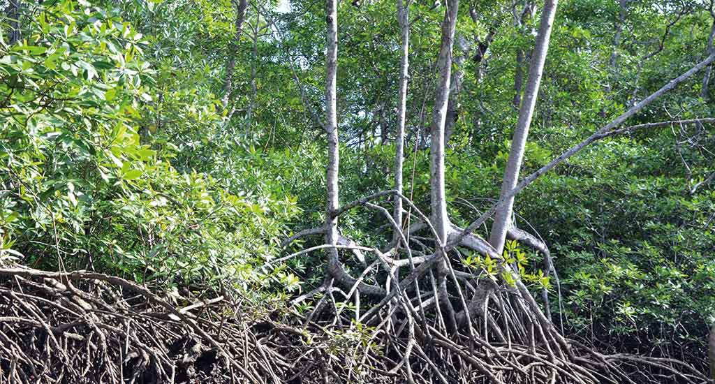 Mangrove trees in Tamarindo Costa Rica