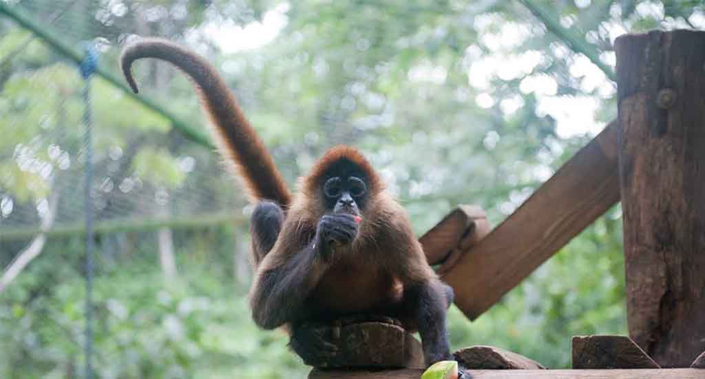 Monkey in Costa Rica