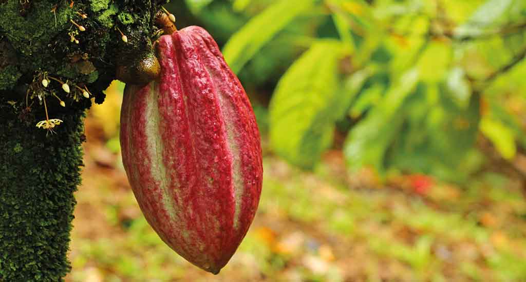 Cacao fruit near Puerto Viejo Costa Rica