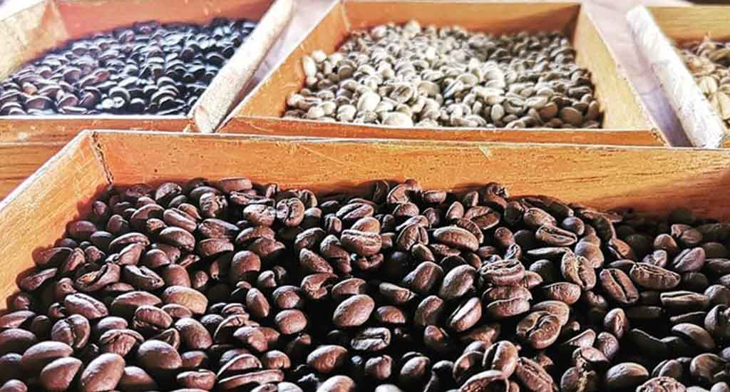 Coffee beans in Manuel Antonio Costa Rica