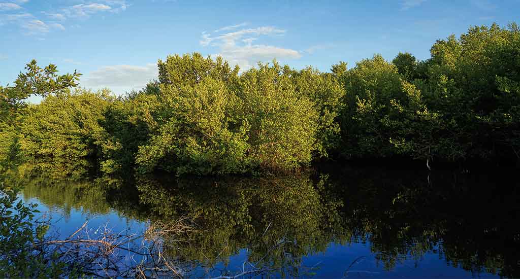 Mangroves in Isla Holbox Mexico