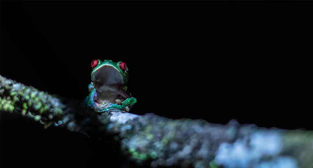 Tree frog Costa Rica
