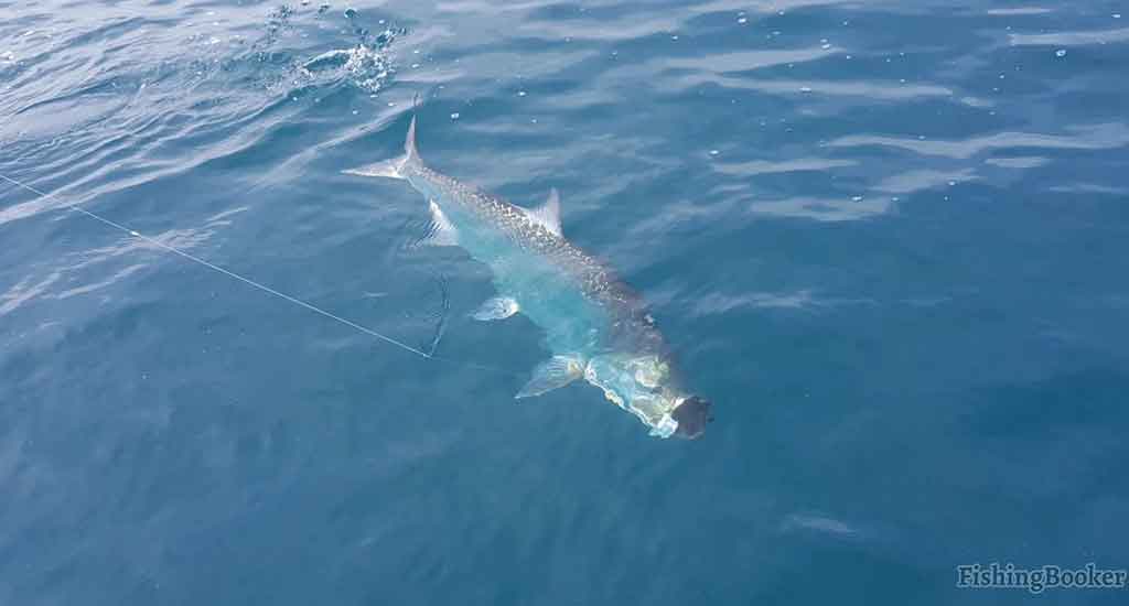 Fish in Tortuguero Costa Rica